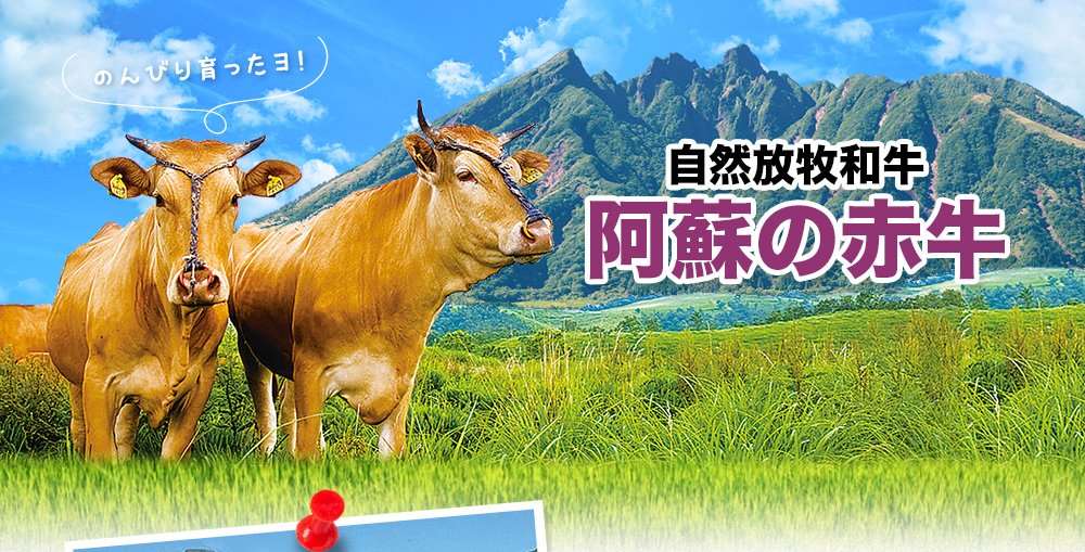 阿蘇の赤牛