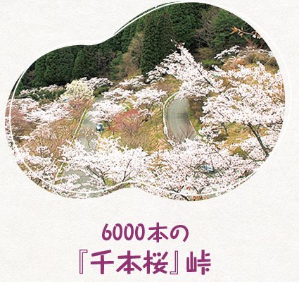 6000本の「千本桜峠」