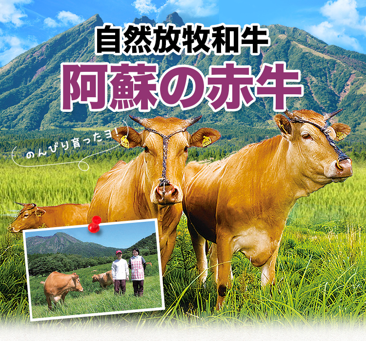 阿蘇の赤牛