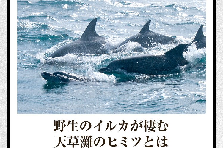 野生のイルカが棲む天草灘のヒミツとは