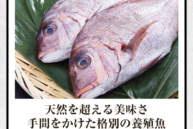 天然を超える美味さ 手間をかけた格別の養殖魚