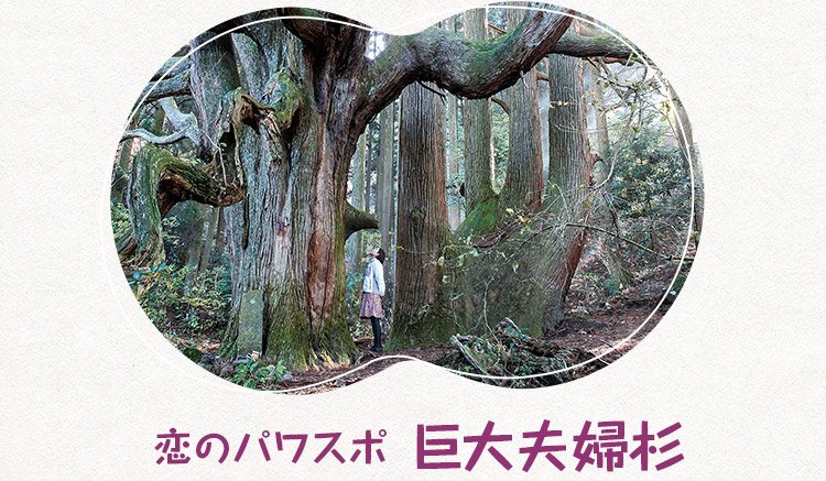 恋のパワスポ 巨大夫婦杉