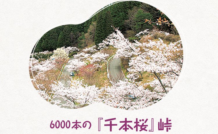 6000本の「千本桜峠」