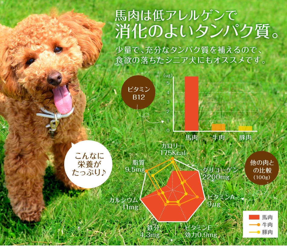 馬肉は消化の良いタンパク質