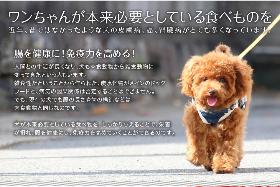 愛犬の健康には馬肉